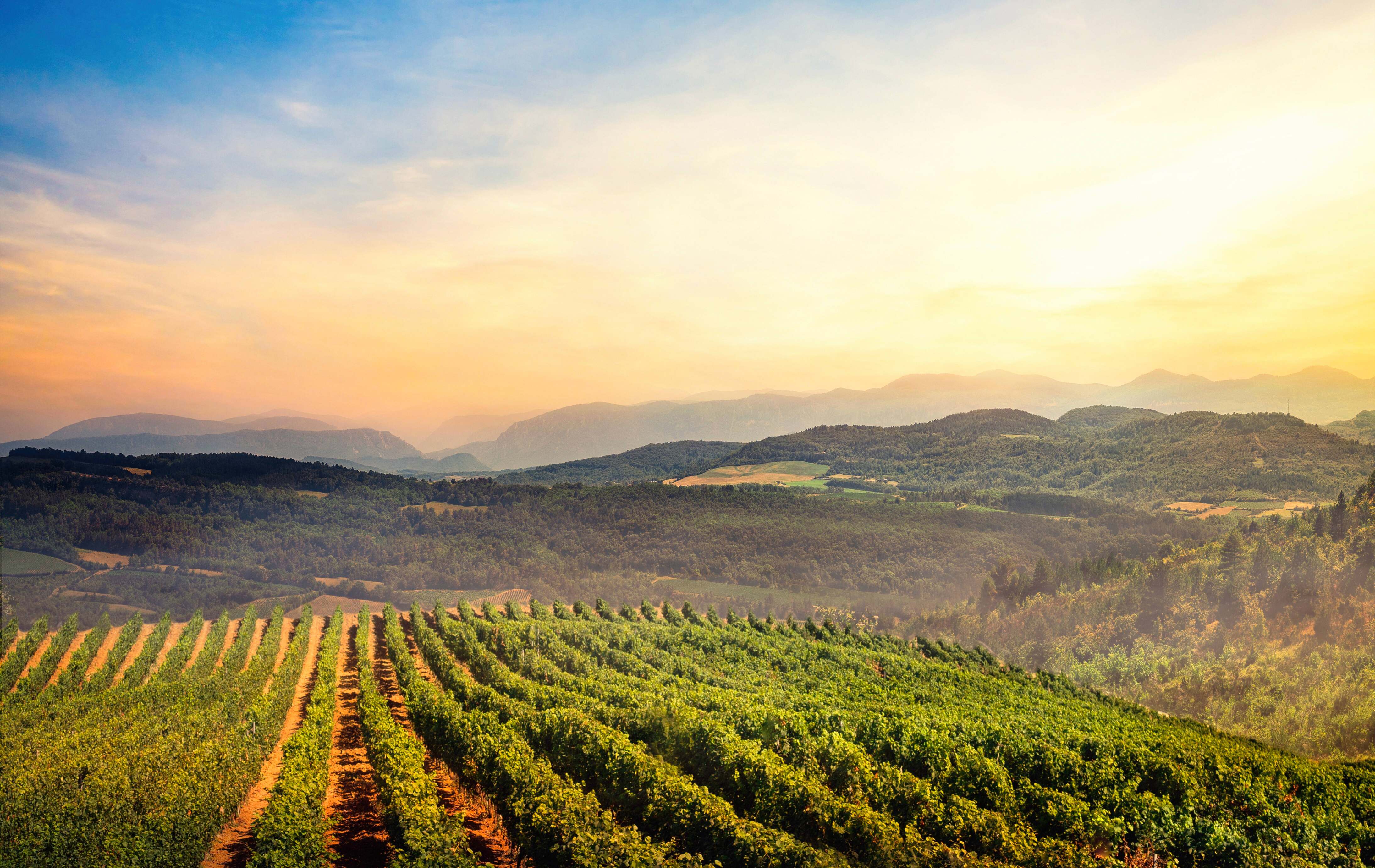 Nos cuvées du millésime 2019