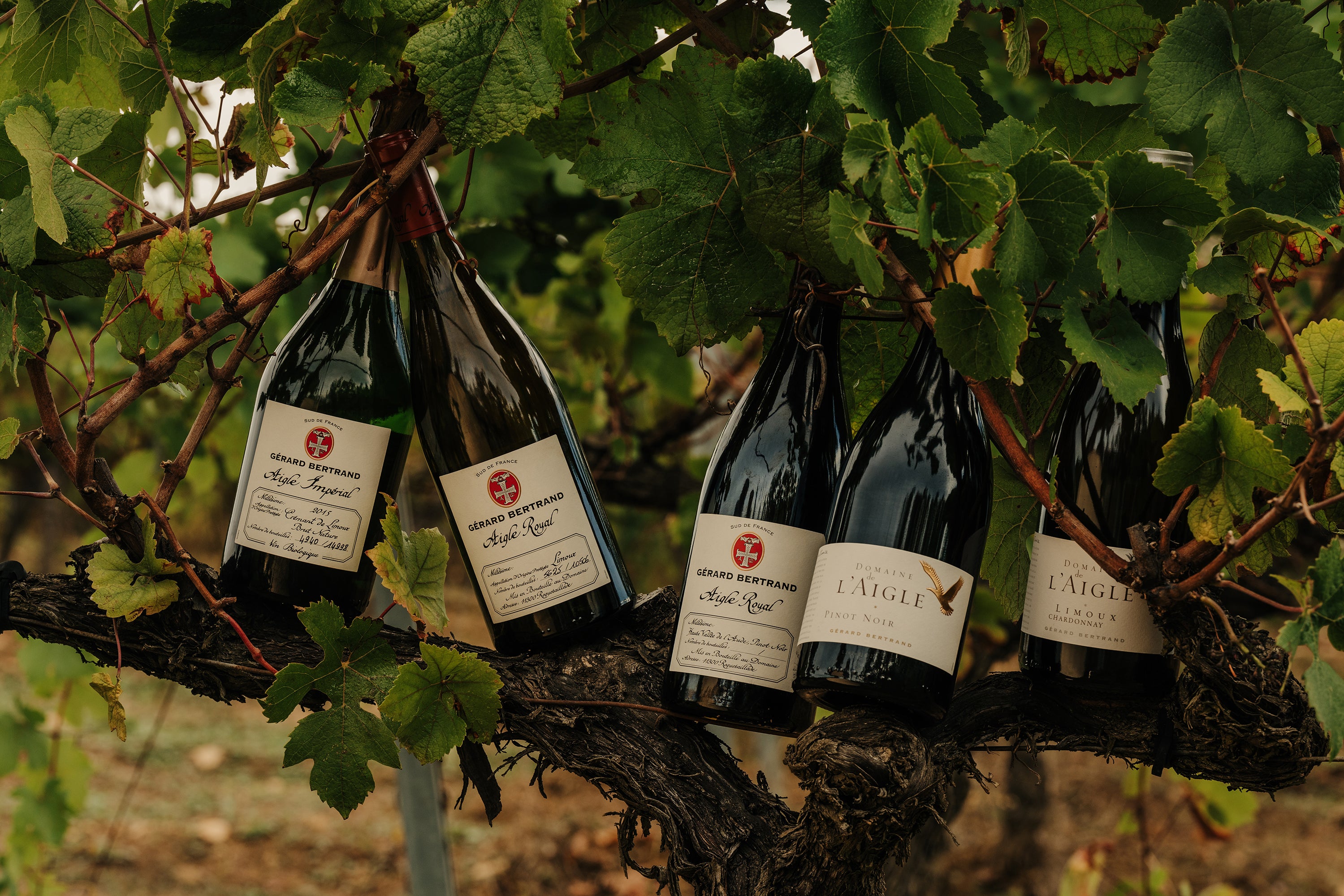 Domaine de l'Aigle Chardonnay 2022 75cl