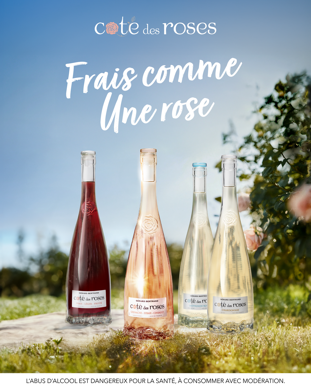 Geschenkset Cote des Roses Rosé, Pinot Noir und Chardonnay