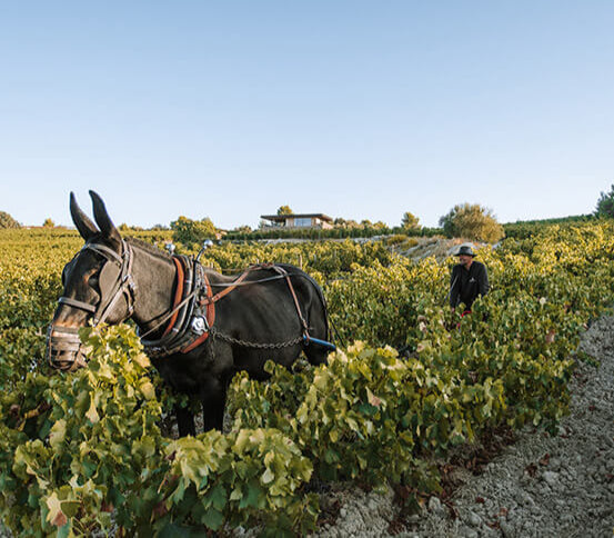 biodynamie clos d'ora