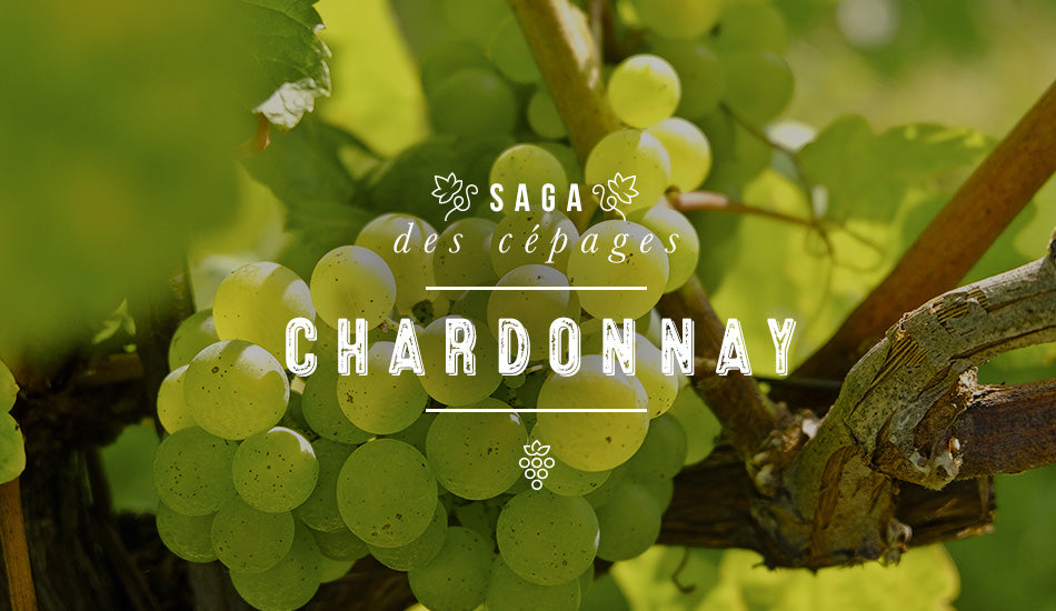 Saga des cépages : Chardonnay