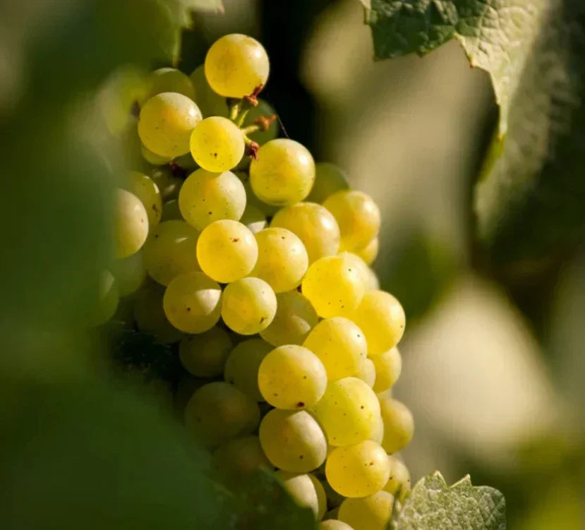 Le Viognier: un cépage aux mille nuances