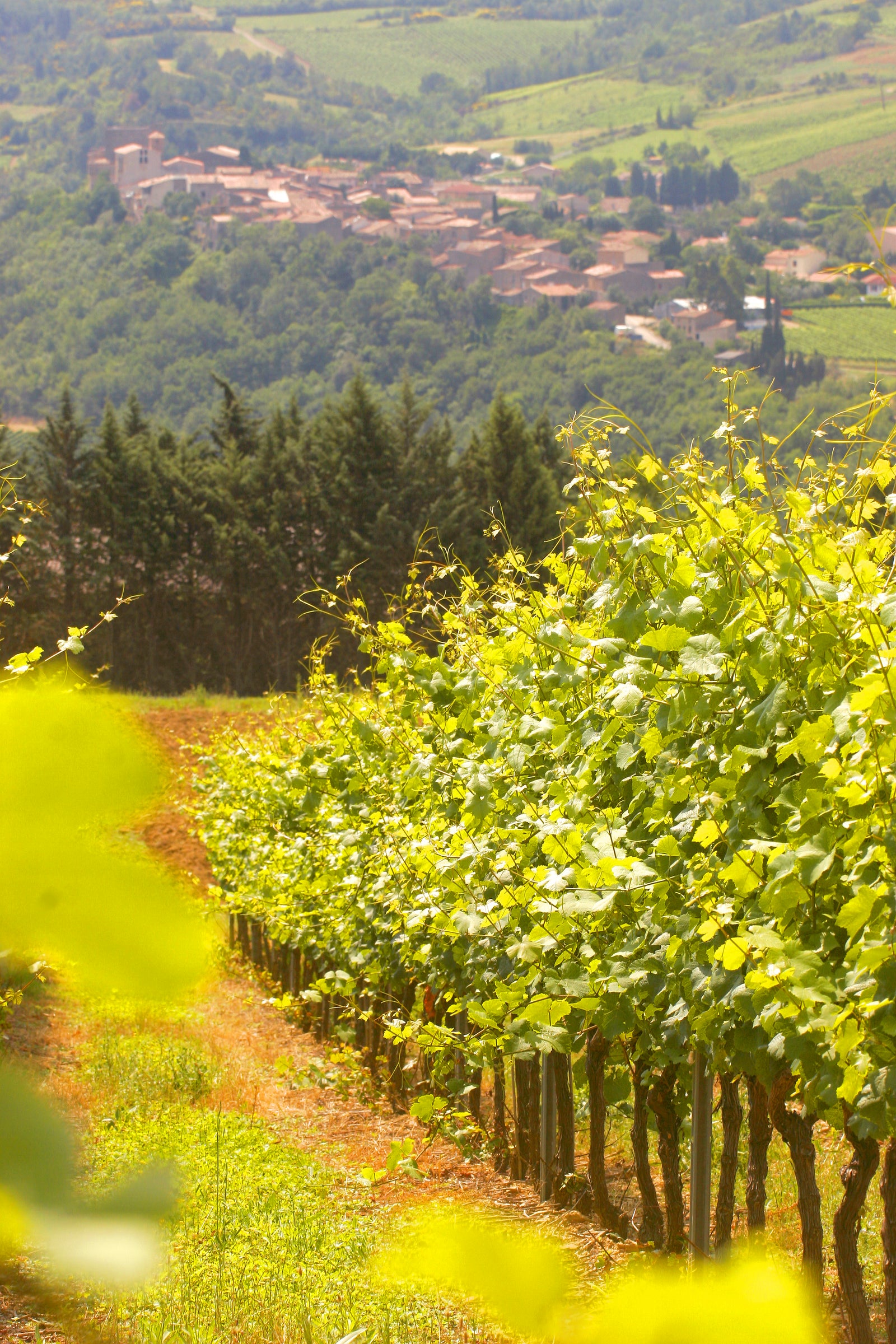 Le Domaine de l’Aigle, à la croisée des terroirs et des climats