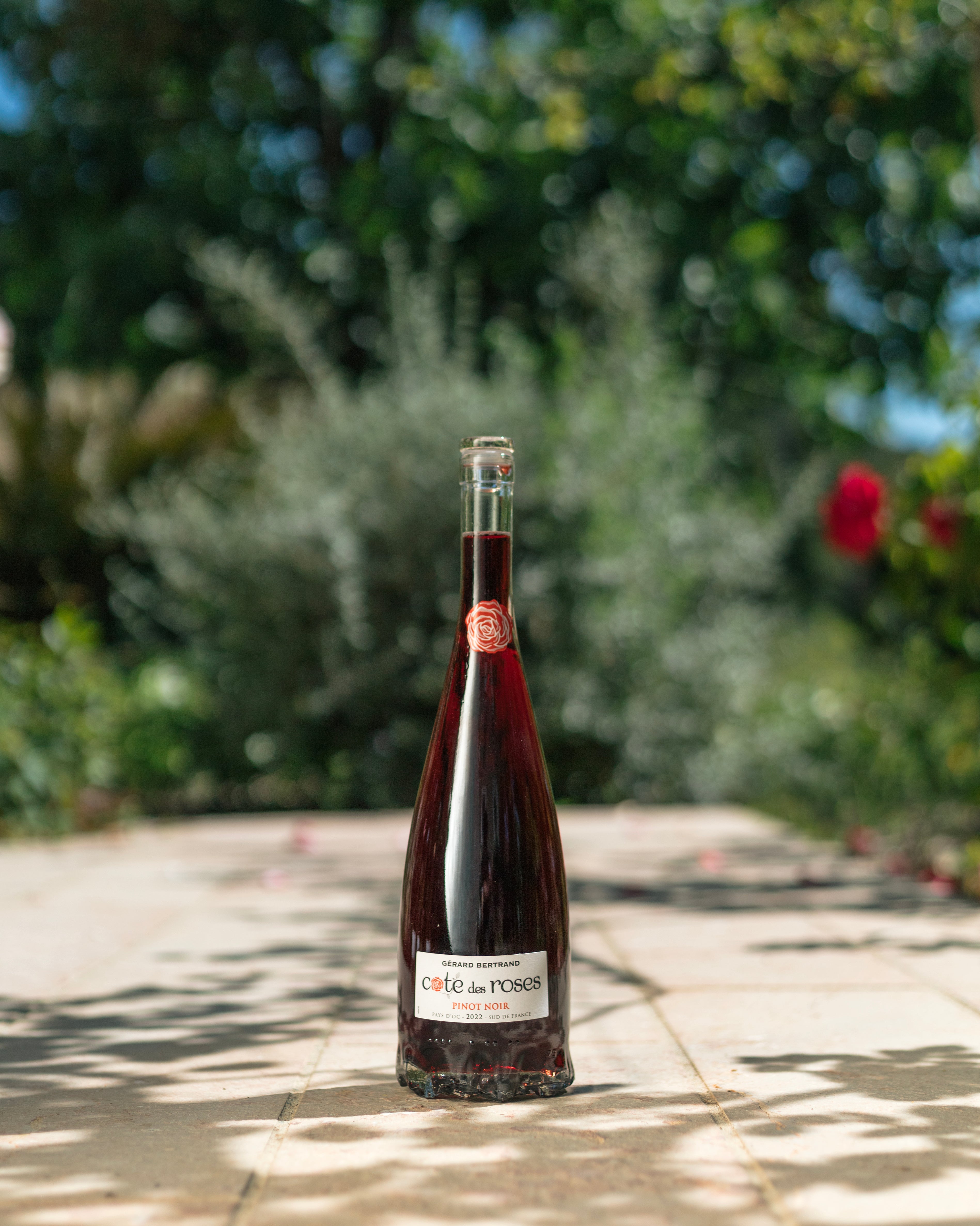 Côte des Roses Pinot Noir 2022 6 halbe Flaschen 37,5 cl