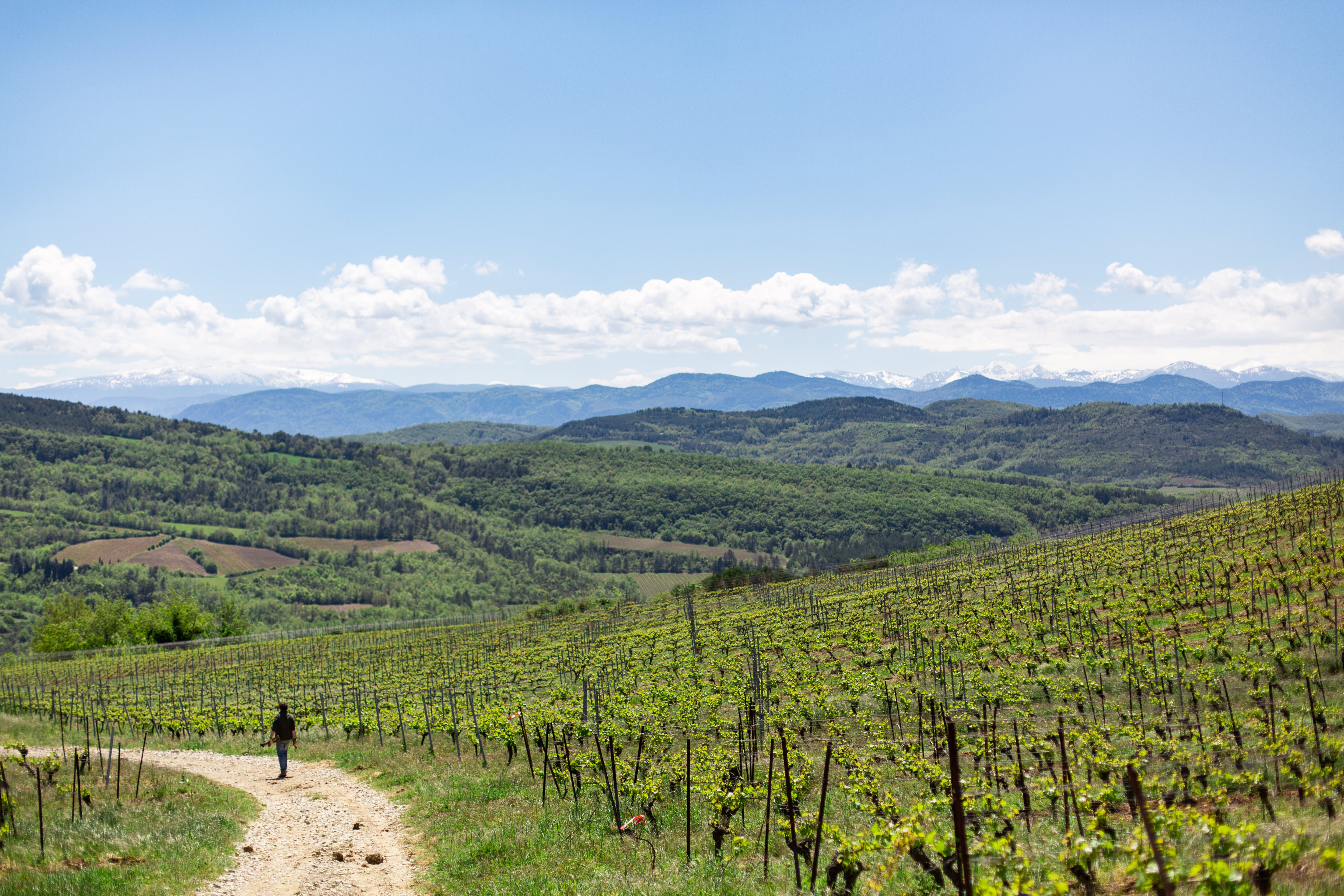 Aigle Royal Chardonnay, AOP Limoux 2017