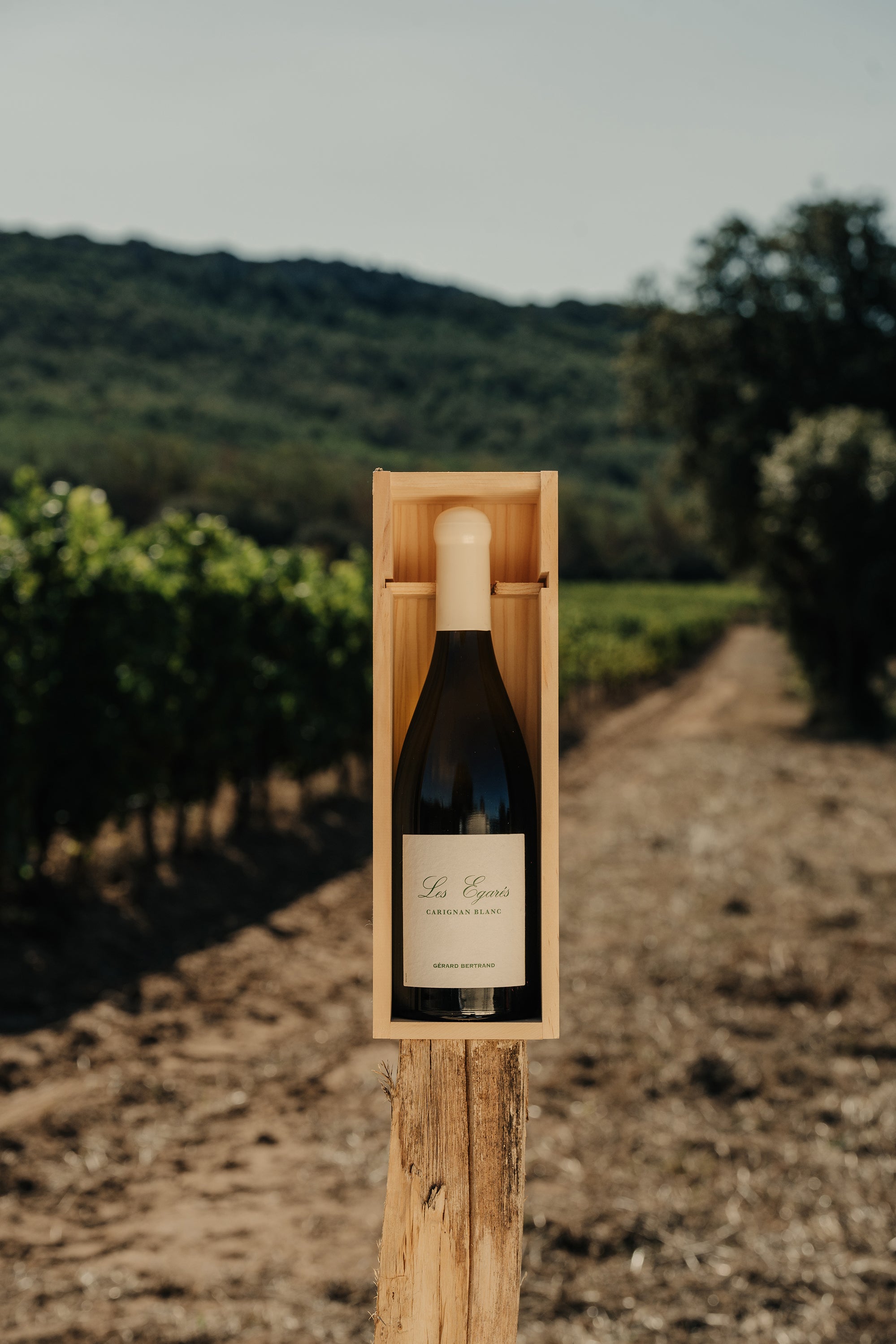 Les Égarés Carignan Blanc 2023 75cl Caisse Bois Unitaire