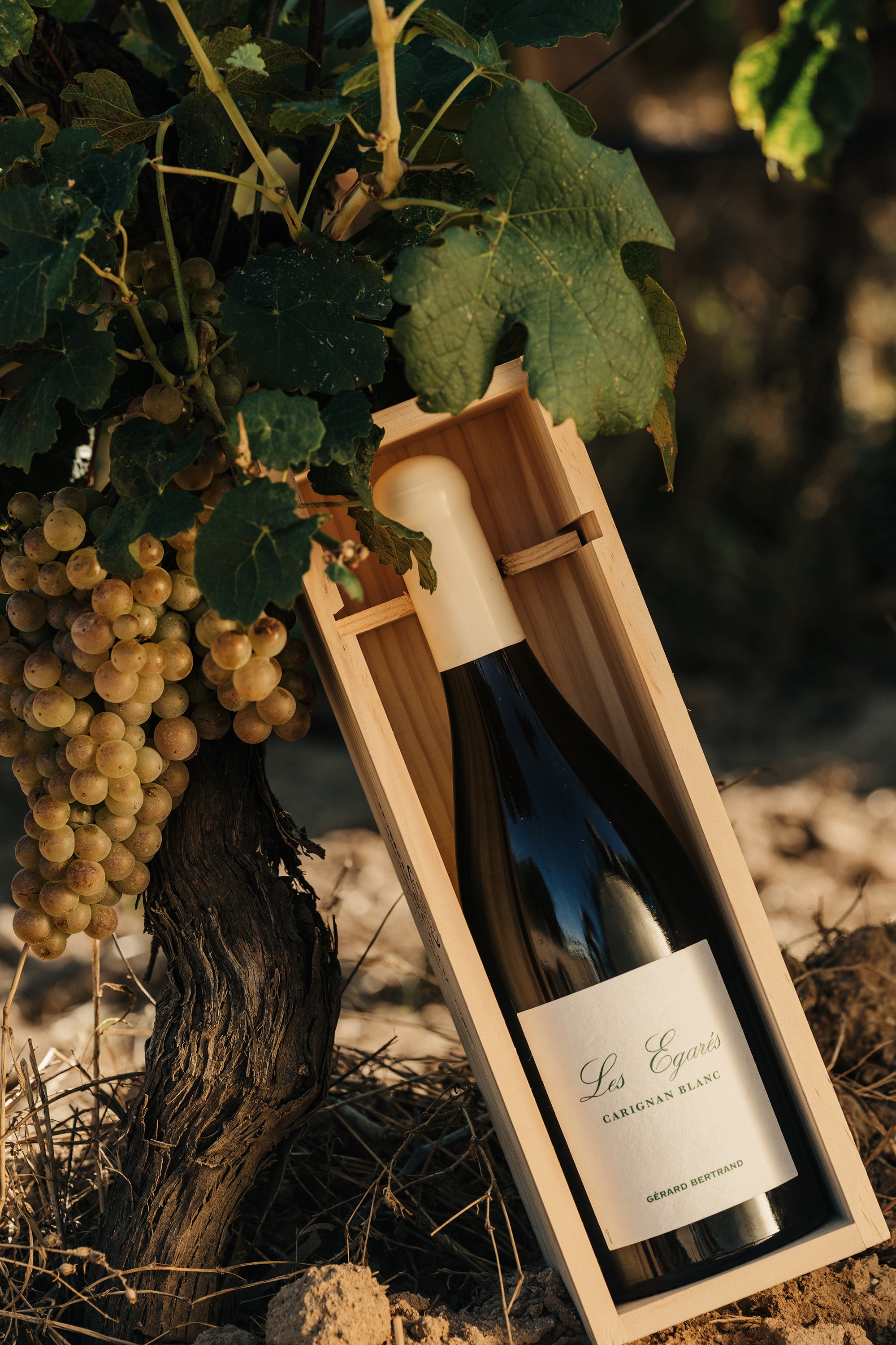 Les Égarés Carignan Blanc 2023 75cl Caisse Bois Unitaire