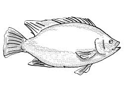 Poissons